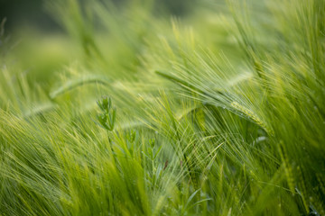 A close-up of some green ears in a wheat  field ripening before harvest in a sunny day.