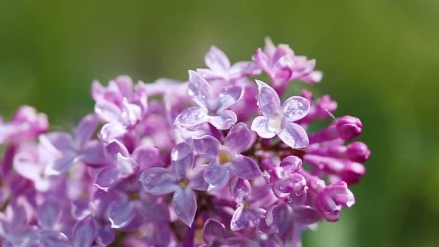 Close-up oof blossoming lilac .