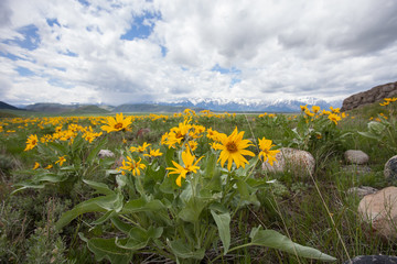 Yellow wild flowers in front of snow capped mountains on cloudy day