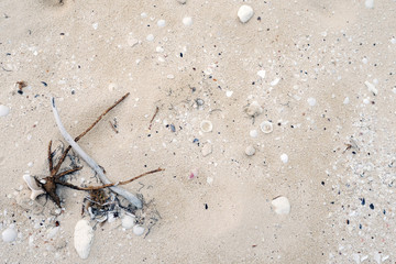 Background, white beach sand, seashells.