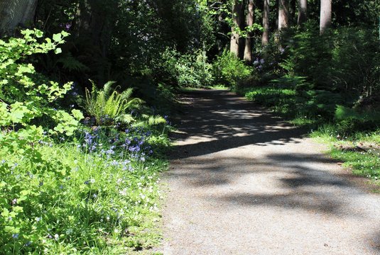 Sunlight on a path in a woodland in early summer