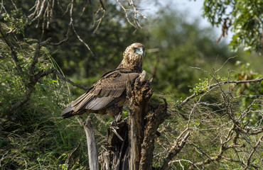 tawny eagle