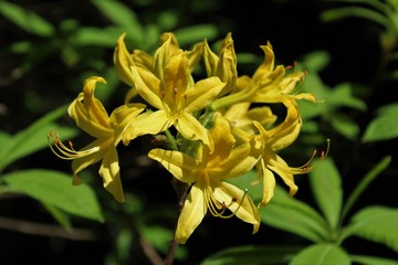 Beautiful yellow azalea flowers in full bloom in the spring sunshine