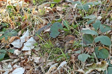 Rötelmaus (Myodes glareolus) schaut aus ihrem Versteck 