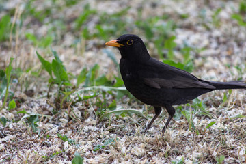 Blackbird, Turdus merula