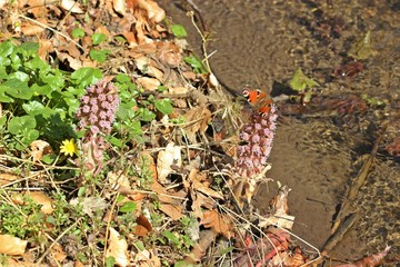 Tagpfauenauge (Aglais io) auf blühender Gewöhnlicher Pestwurz (Petasites hybridus) am Bach 