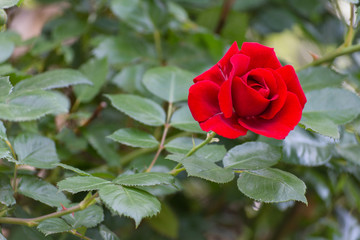 Rosa rossa. Single red rose