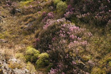 Beautiful rocky gray textured background with green trees and pink flowers. Surface mountain cliff close-up.