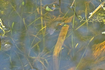 Weiblicher Kammmolch (Triturus cristatus) bei der Eiablage 