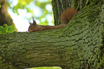 Ruhendes Eichhörnchen (Sciurus vulgaris) auf Eichenast im Frühling 