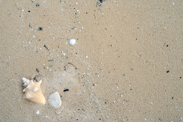 Background, white beach sand, seashells.