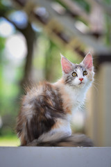 Obraz premium A brown tabby and white kitten chilling in green garden in daylight. black and white cat sitting on wooden garden chair blurry background by sunlight.