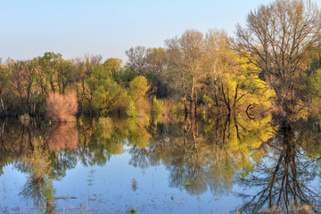 Flooded spring forest. Russia, river Don