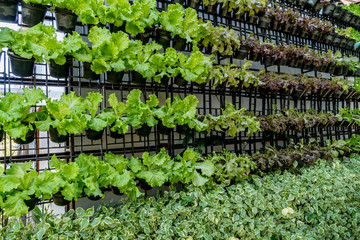 Wall of green vegetables