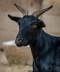 Closeup of black goat