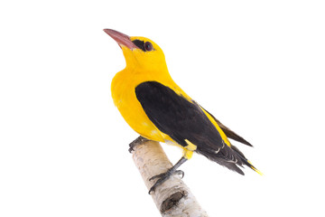 Eurasian Golden Oriole (Oriolus oriolus)
