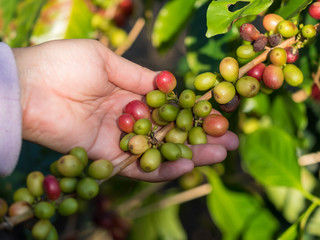 ripe coffee beans on the farm