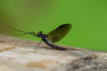 Maifliege