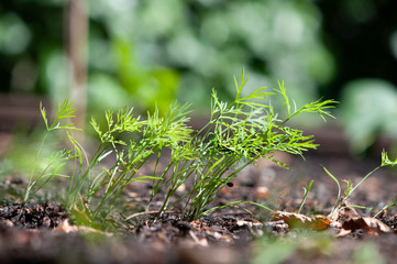 Dill Sprössling