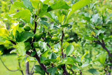 Green fruits of plum trees, which begin to ripen, hang on a tree branch
