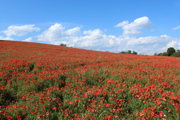 champ de coquelicots en france