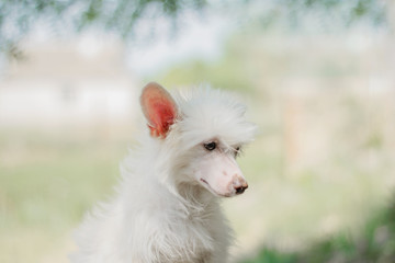 chinese crested dog beautiful spring portrait