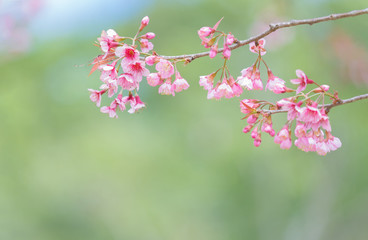 pink sakura flowers, beautiful Cherry Blossom in nature .