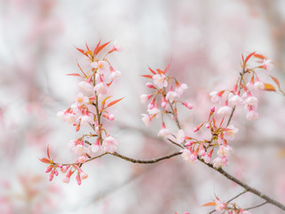 pink sakura flowers, beautiful Cherry Blossom in nature .