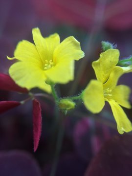 flor natureza 