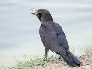 close up shot on crow, black bird