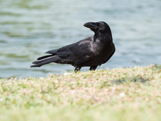 close up shot on crow, black bird