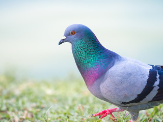 close up shot on pigeon , bird of peace, on the park