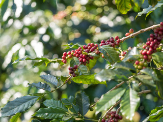 ripe coffee beans on the farm
