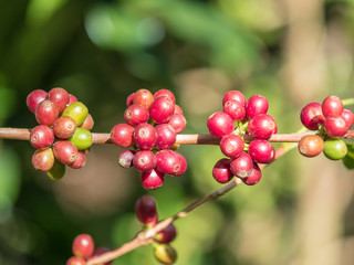 ripe coffee beans on the farm