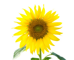 Fototapeta premium sunflower isolated on white background