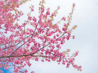 pink sakura flowers, beautiful Cherry Blossom in nature .