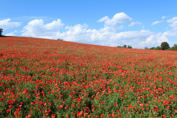 champ de coquelicots en france