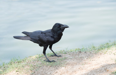 close up shot on crow, black bird