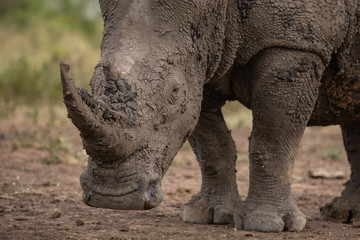 Obraz premium Hard look