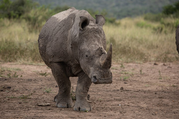 Rhino on duty