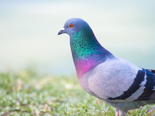 close up shot on pigeon , bird of peace, on the park
