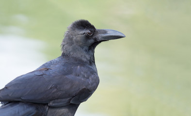 close up shot on crow, black bird