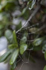 Spider Web