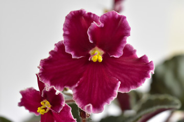 Fototapeta premium African violet plant variety Emergency