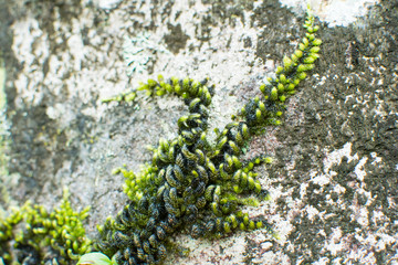 Moss-covered stone. Beautiful moss and lichen covered stone. Bright green moss Background textured in nature
