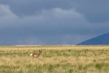Fototapeta premium Pronghorn Antelope Buck