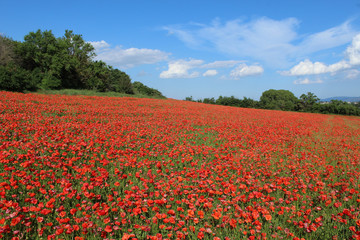 champ de coquelicots en france