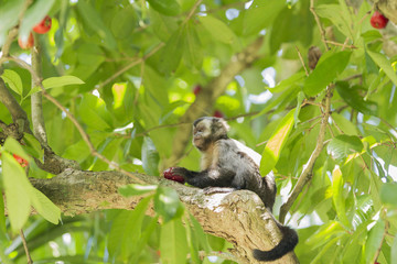 Little monkey in lage Park in Rio de Janeiro.