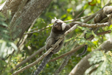 Naklejka na ściany i meble Little monkey in Rio de Janeiro Brazil (Callithrix penicillata).
