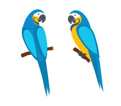 Macaw parrot. Side and rear view. Isolated on white background. Tropical bird. Vector illustration.